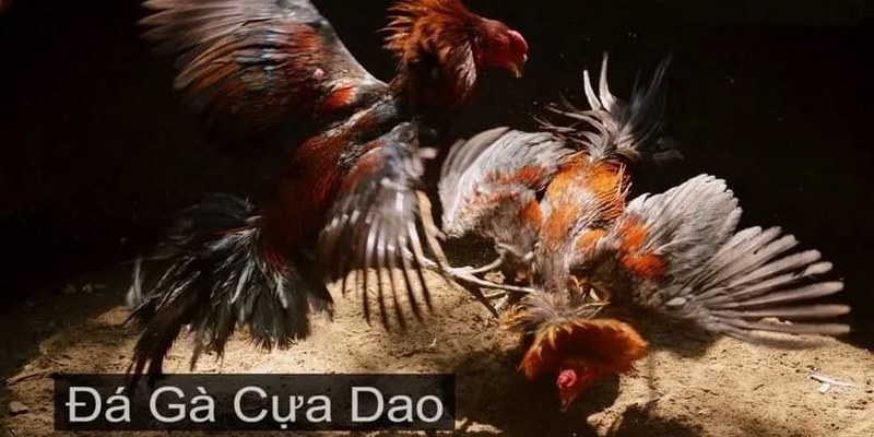 Đá gà cựa dao hứa hẹn trải nghiệm kịch tính