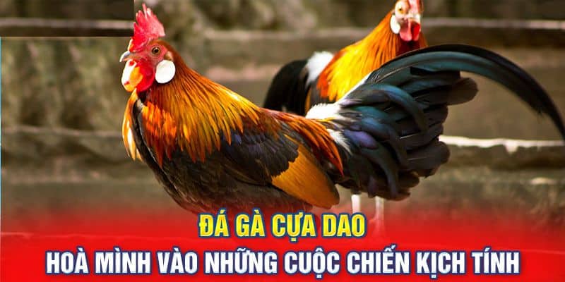 Đá Gà Cựa Dao - Chinh Phục Game Kịch Tính Với Mẹo Từ Cao Thủ